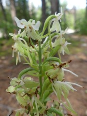 Platanthera macrophylla