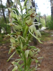 Platanthera macrophylla