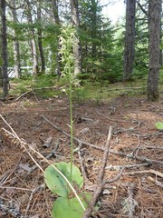 Platanthera macrophylla