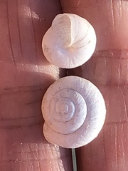 Praticolella griseola