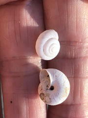 Praticolella griseola