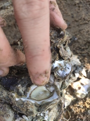 Saccostrea glomerata