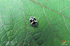 Epilachna convergens