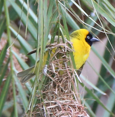 Ploceus intermedius cabanisii