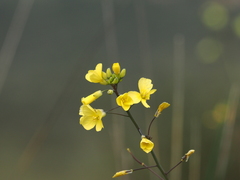 Diplotaxis catholica