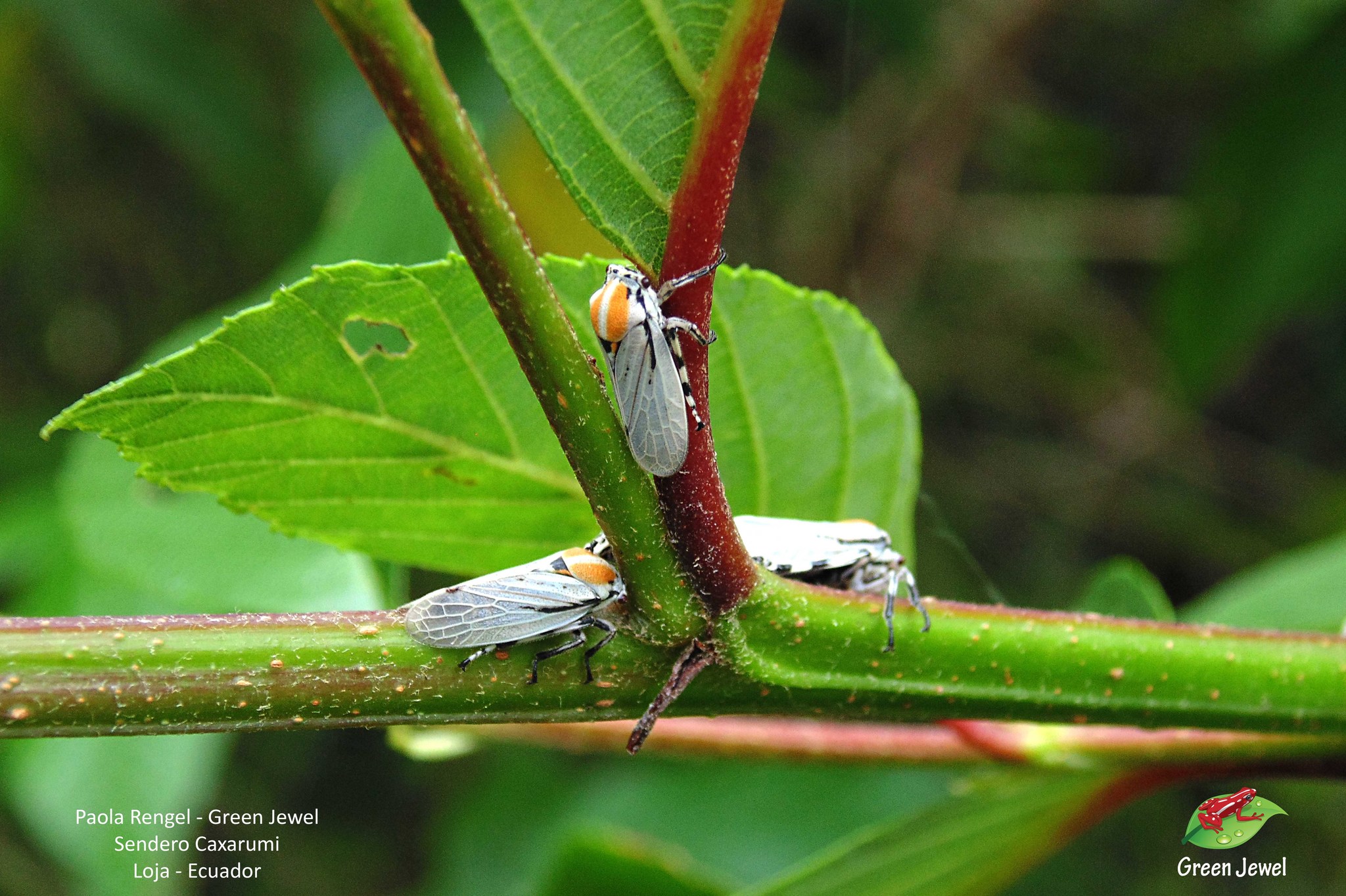 Aetalionidae image