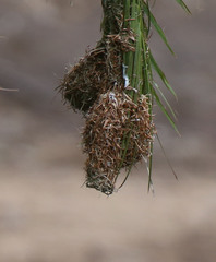 Ploceus intermedius cabanisii