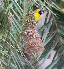 Ploceus intermedius cabanisii