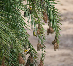 Ploceus intermedius cabanisii