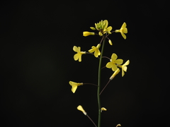 Diplotaxis catholica