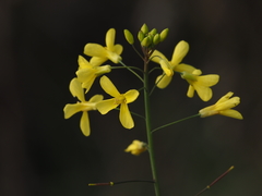 Diplotaxis catholica