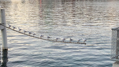 Chroicocephalus ridibundus