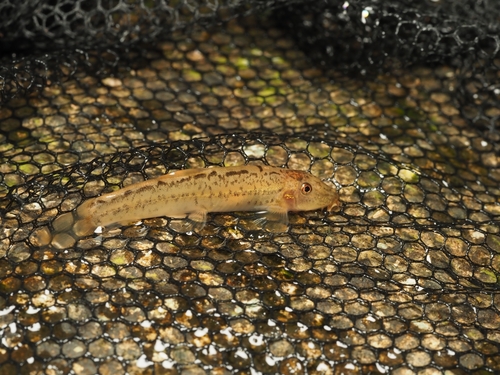 Davids bergbeekgrondel (Formosania davidi) — Balitoridae — 2