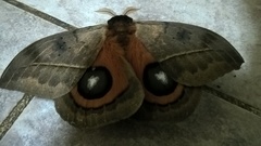 Automeris coresus
