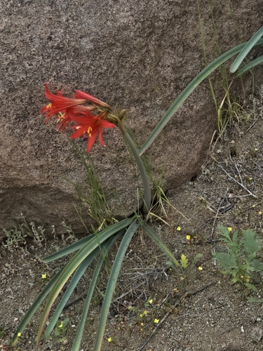 Zephyranthes phycelloides, photograph 4