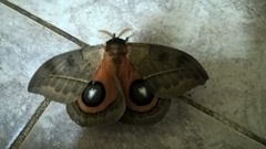 Automeris coresus