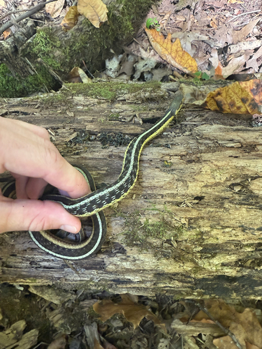 Garter Snake