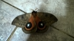 Automeris coresus
