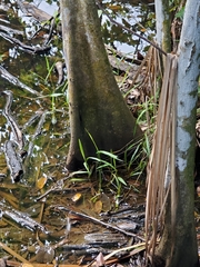 Pterocarpus officinalis