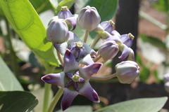 Calotropis gigantea