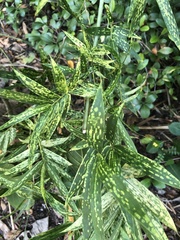 Stigmaeopsis celarius