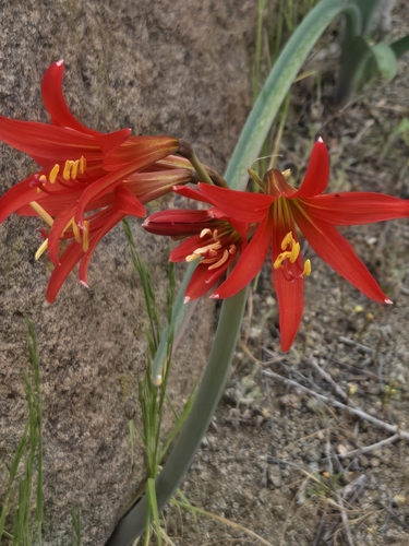 Zephyranthes phycelloides, photograph 5