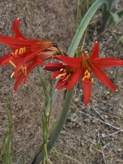 Aira Francisca Faúndez Fallau, CC BY, iNaturalist via GBIF Zephyranthes phycelloides, photograph Aira Francisca Faúndez Fallau, CC BY, iNaturalist via GBIF