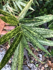 Stigmaeopsis celarius