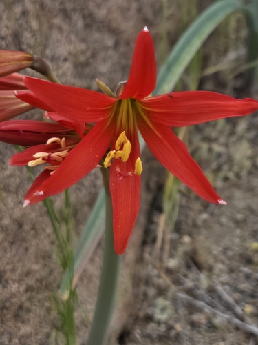 Zephyranthes phycelloides, photograph 6