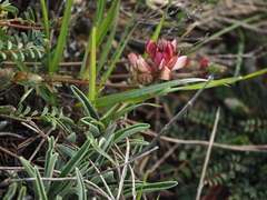 Onobrychis humilis matritensis
