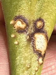 Mycosphaerella scaevolae