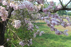 Gliricidia sepium