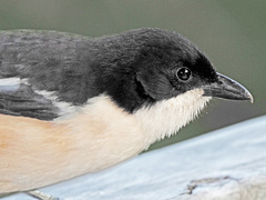 Laniarius ferrugineus