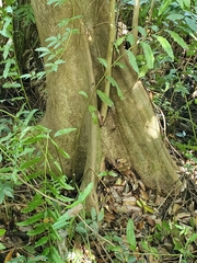 Pterocarpus officinalis
