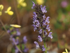 Salvia verbenaca