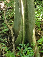 Pterocarpus officinalis