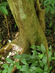 Pterocarpus officinalis