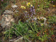 Salvia verbenaca