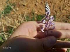 Barnardia numidica, photograph (c) Anis Dris, some rights reserved (CC BY)