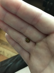 Harmonia axyridis