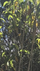 Myioborus ornatus