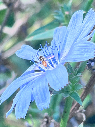 Unknown species found near Ridge Ave, Elk Grove Village, IL, US