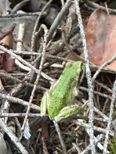 Pacific Tree Frog
