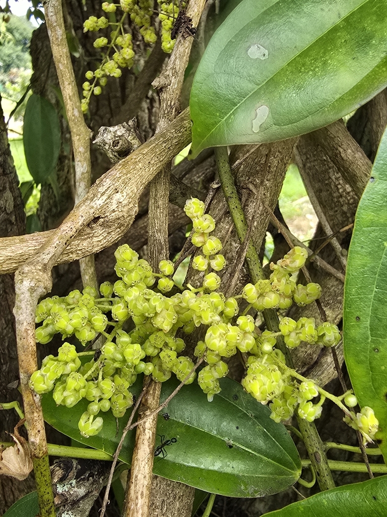 Haematocarpus validus