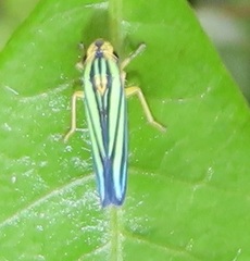 Poecilocarda cosmopolita
