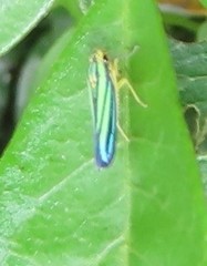 Poecilocarda cosmopolita