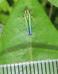 Poecilocarda cosmopolita