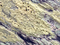 Pyrrhospora quernea