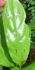 Kraussia floribunda