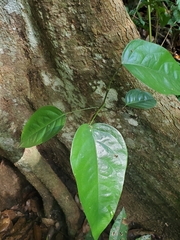 Pterocarpus officinalis